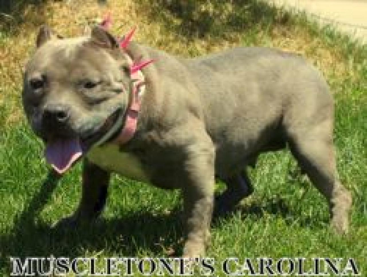 Photo of the dog