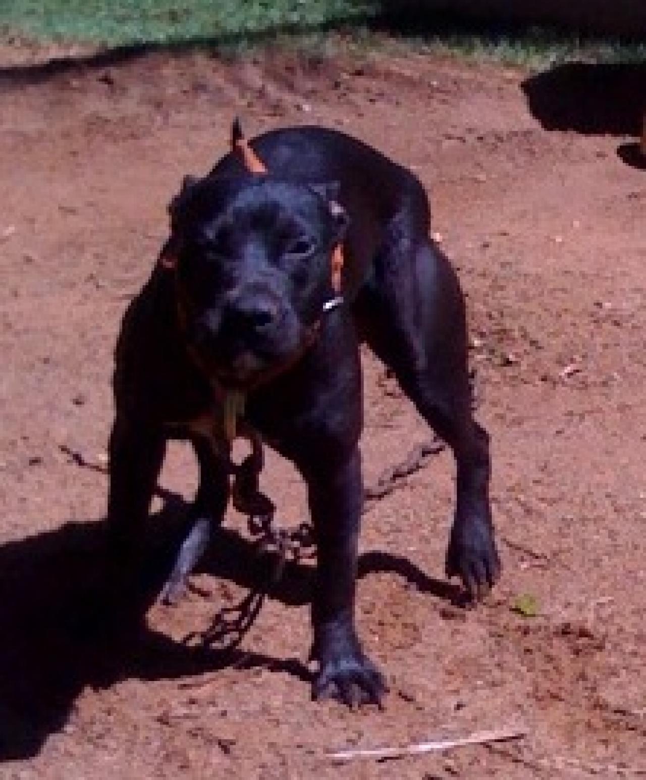 Photo of the dog