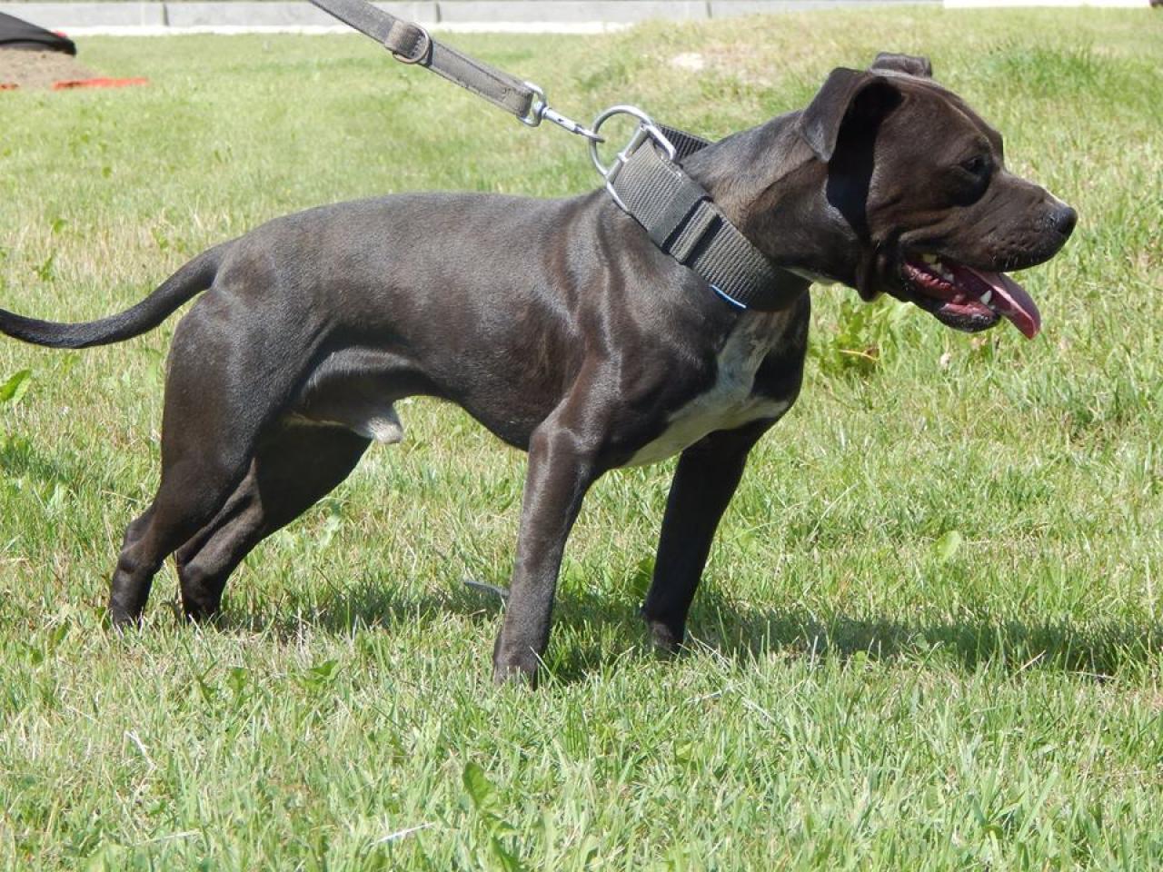 Photo of the dog