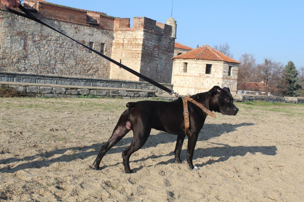 Photo of the dog