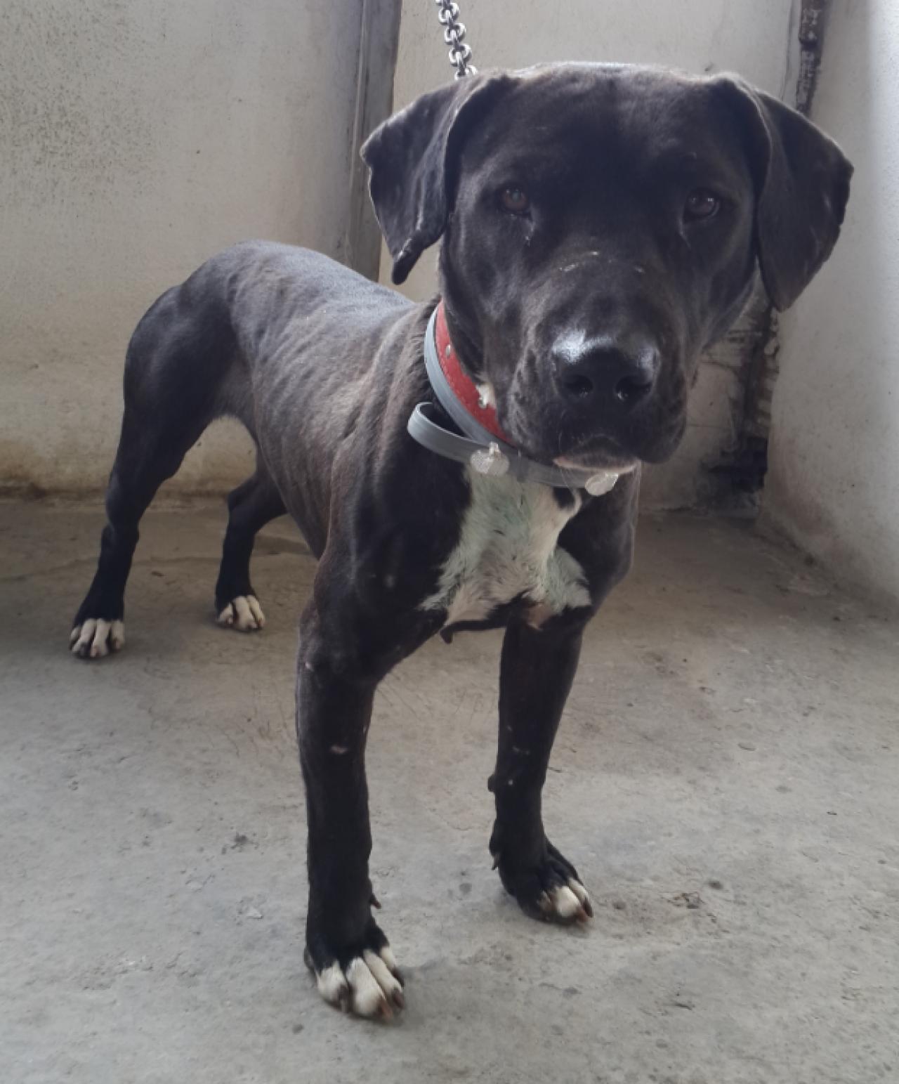 Photo of the dog