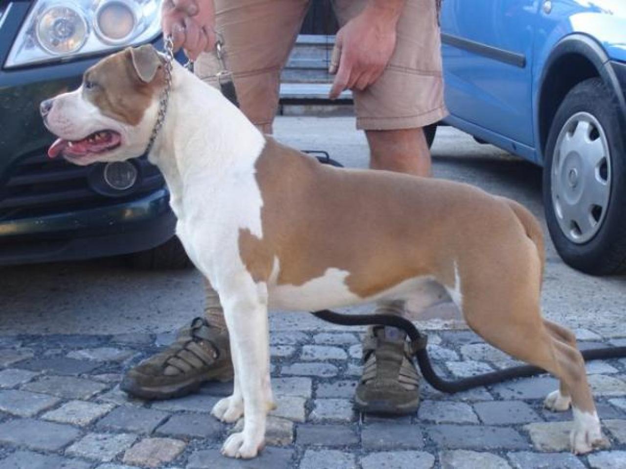 Photo of the dog