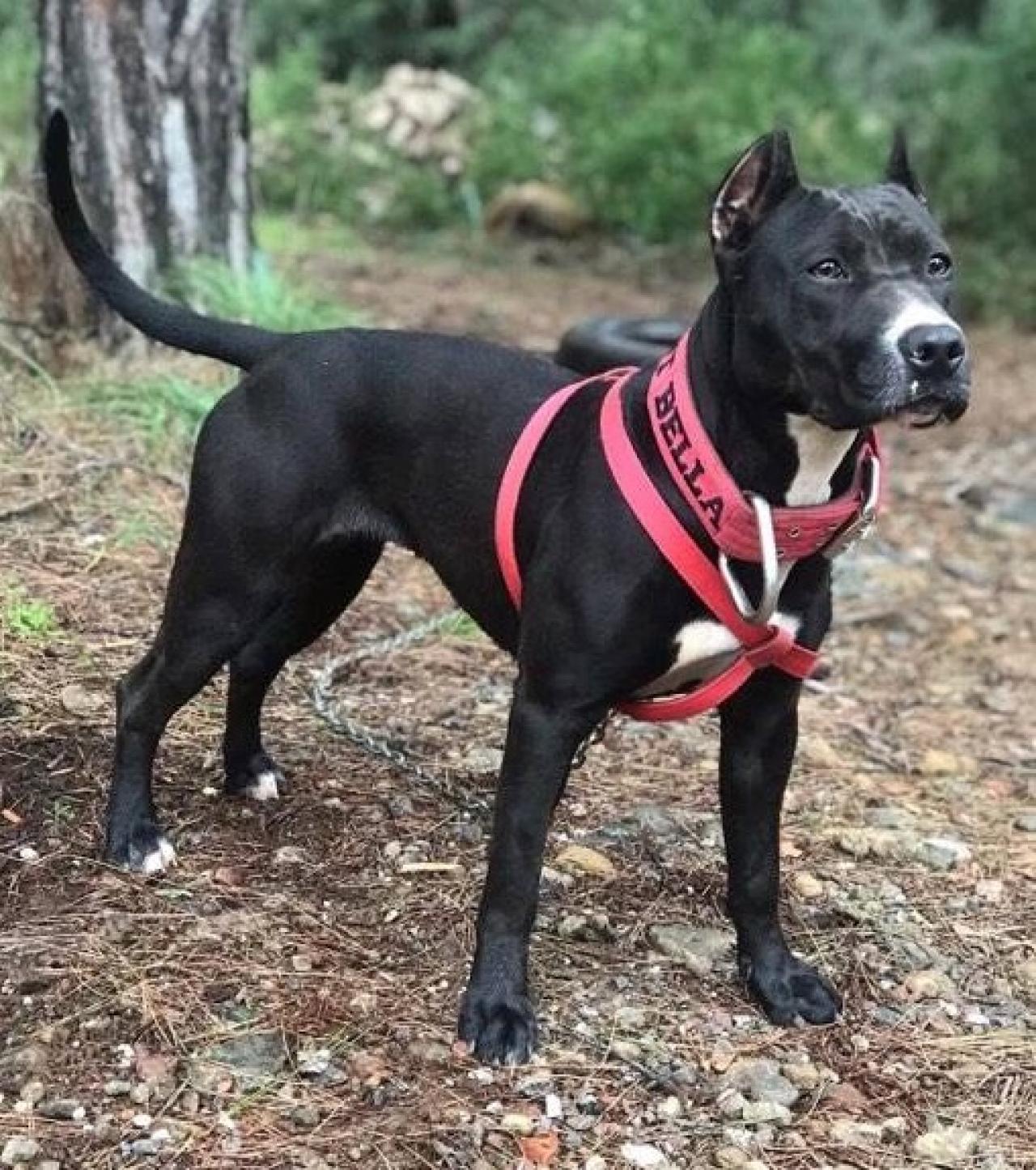 Photo of the dog
