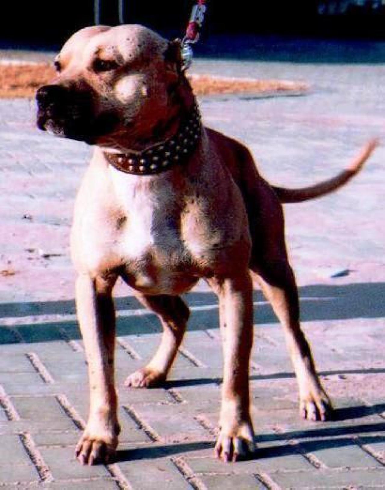 Photo of the dog