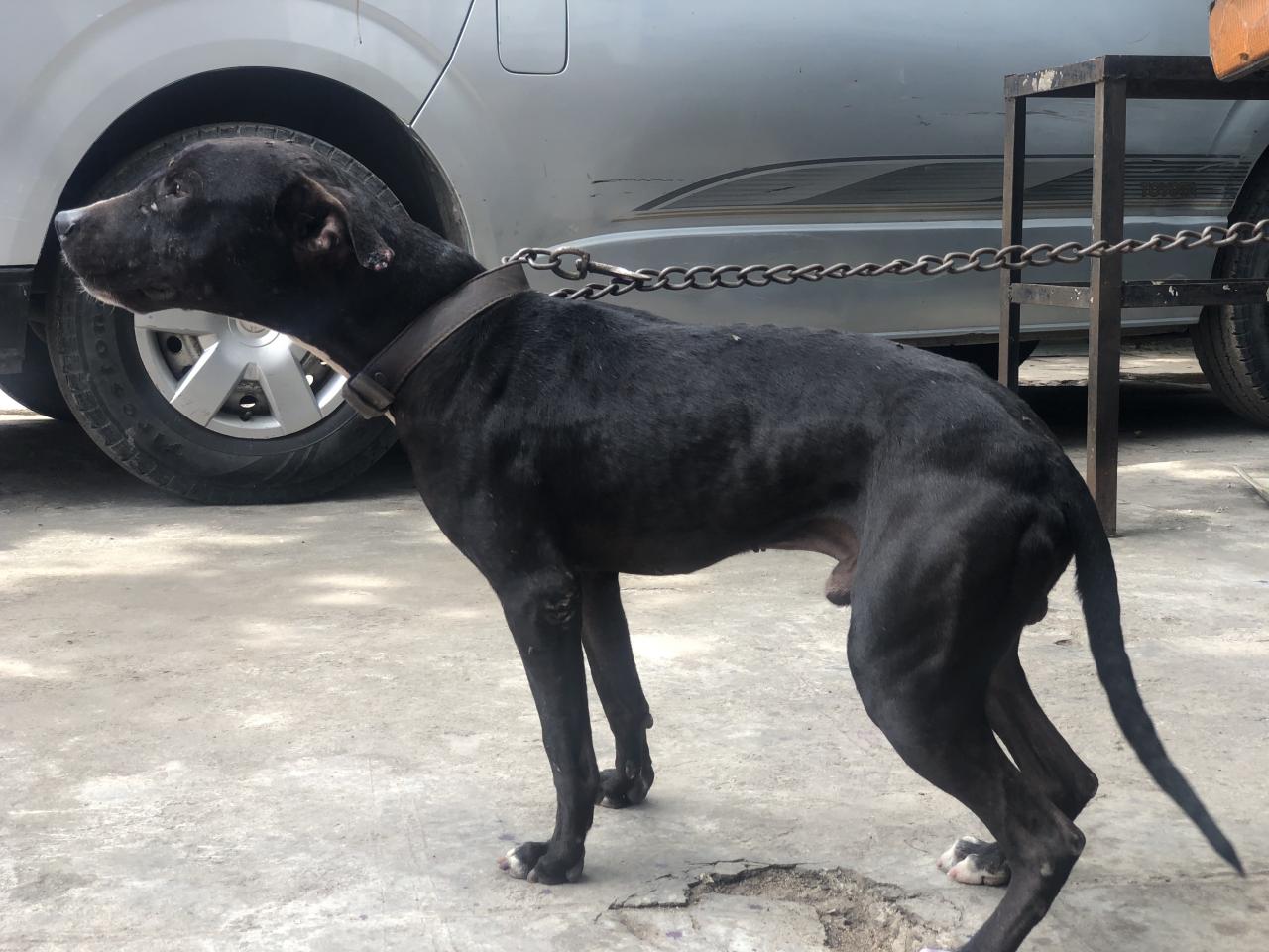 Photo of the dog