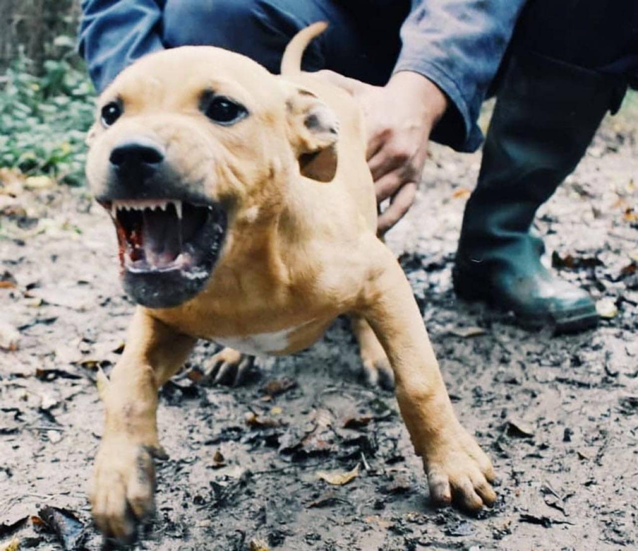 Photo of the dog