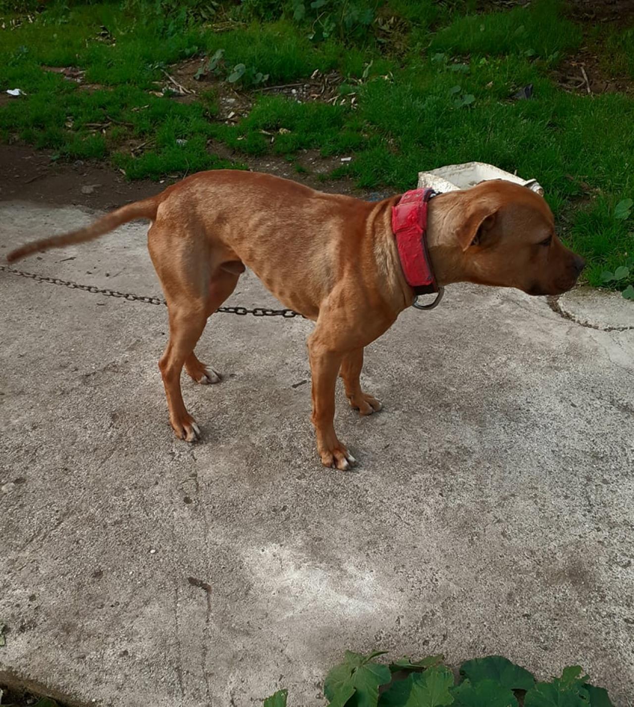 Photo of the dog