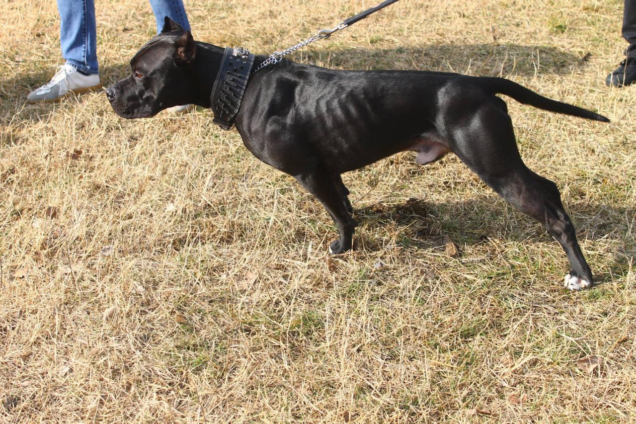 Photo of the dog