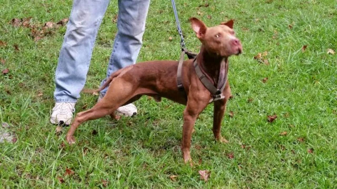 Photo of the dog