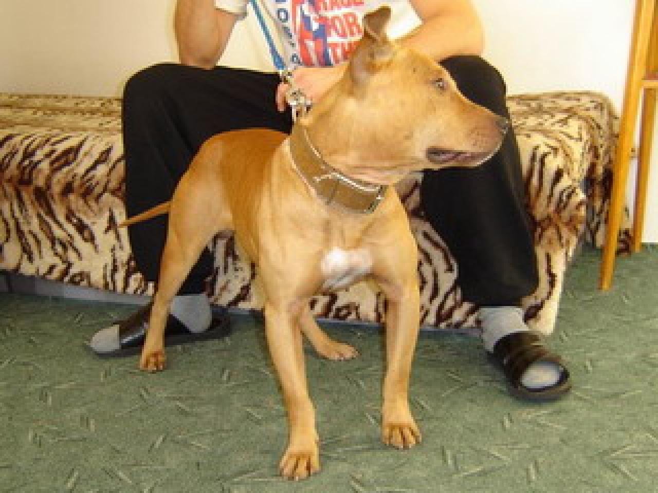 Photo of the dog