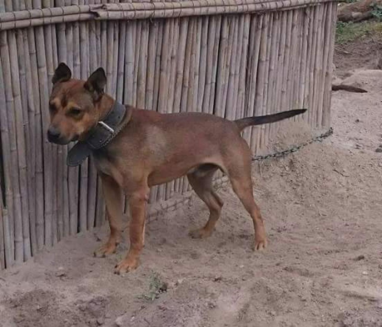 Photo of the dog