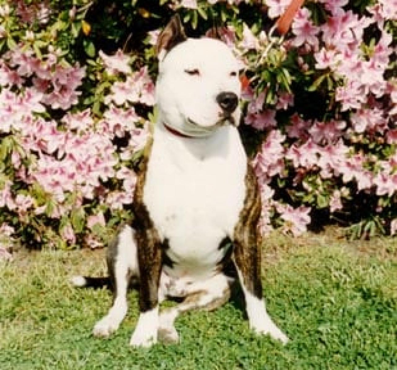 Photo of the dog