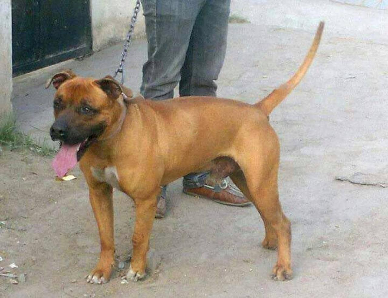 Photo of the dog