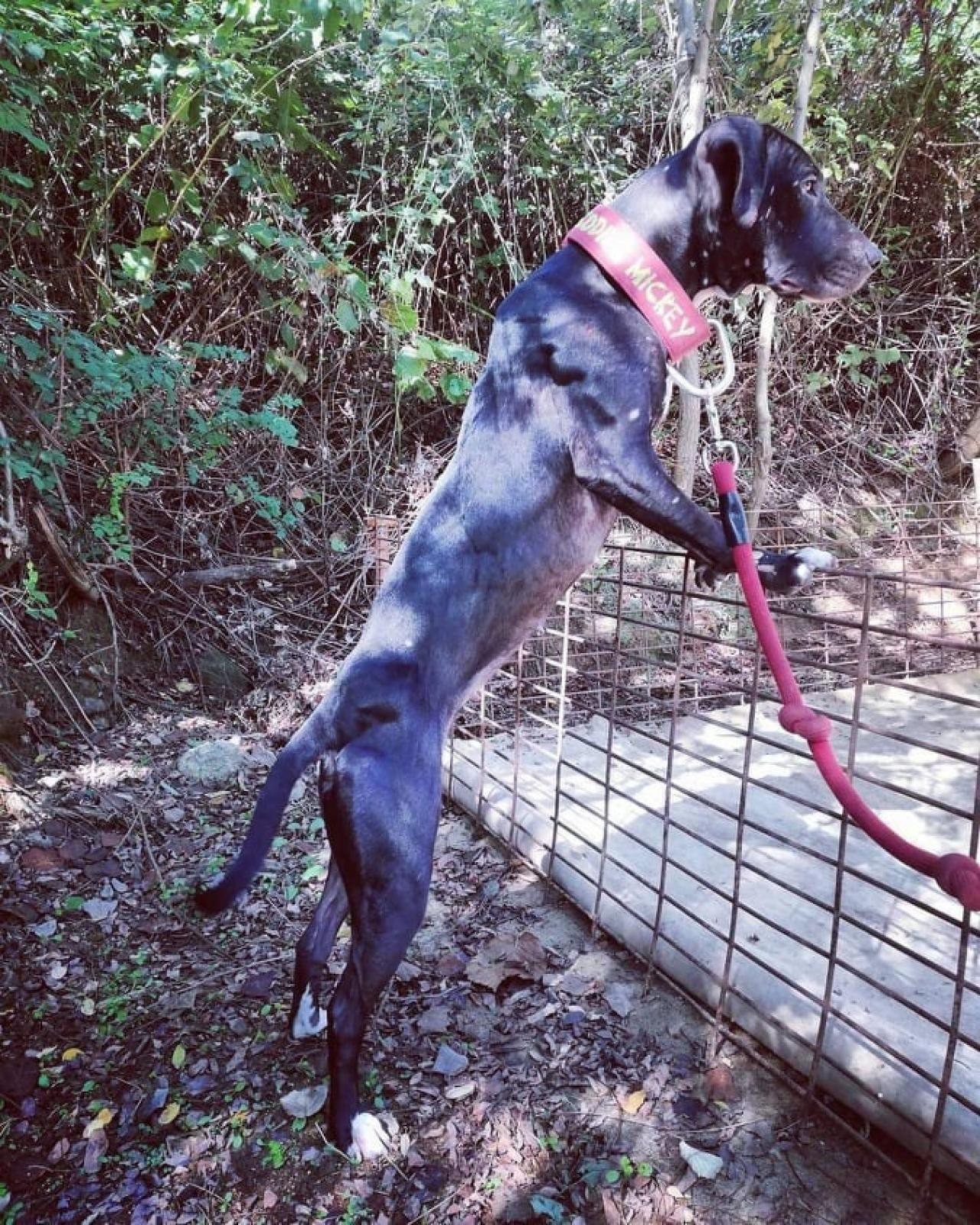 Photo of the dog