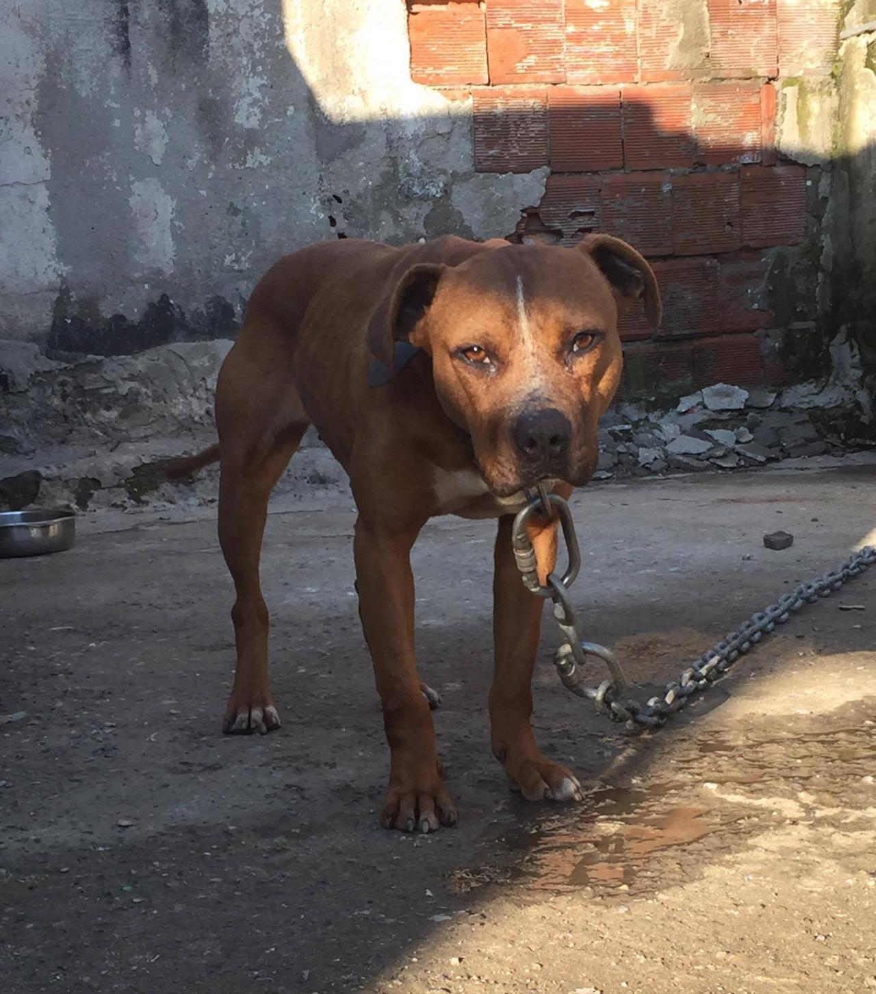 Photo of the dog