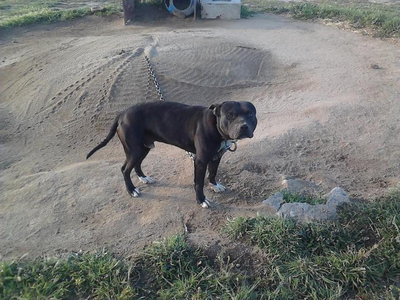 Photo of the dog