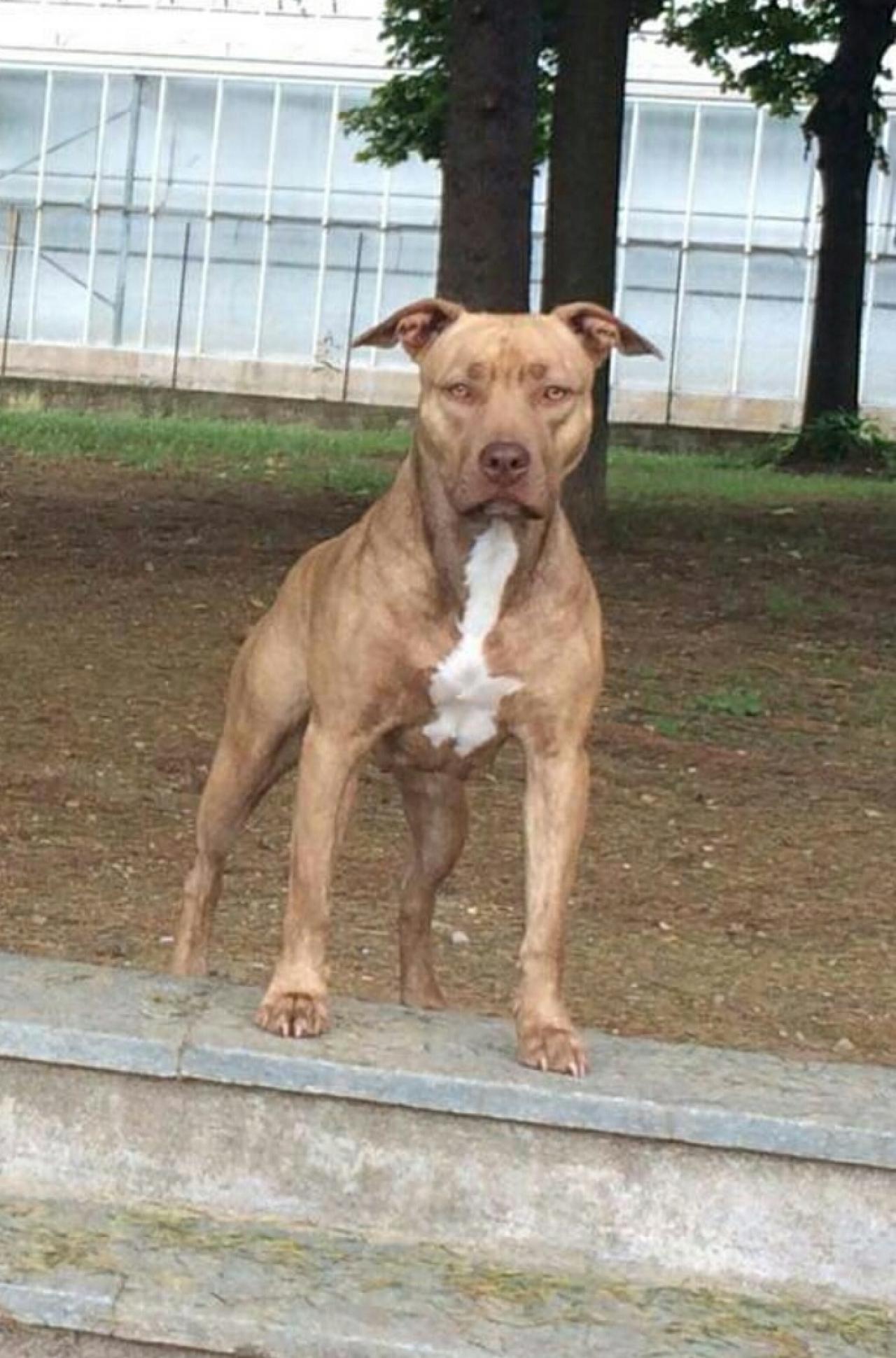 Photo of the dog