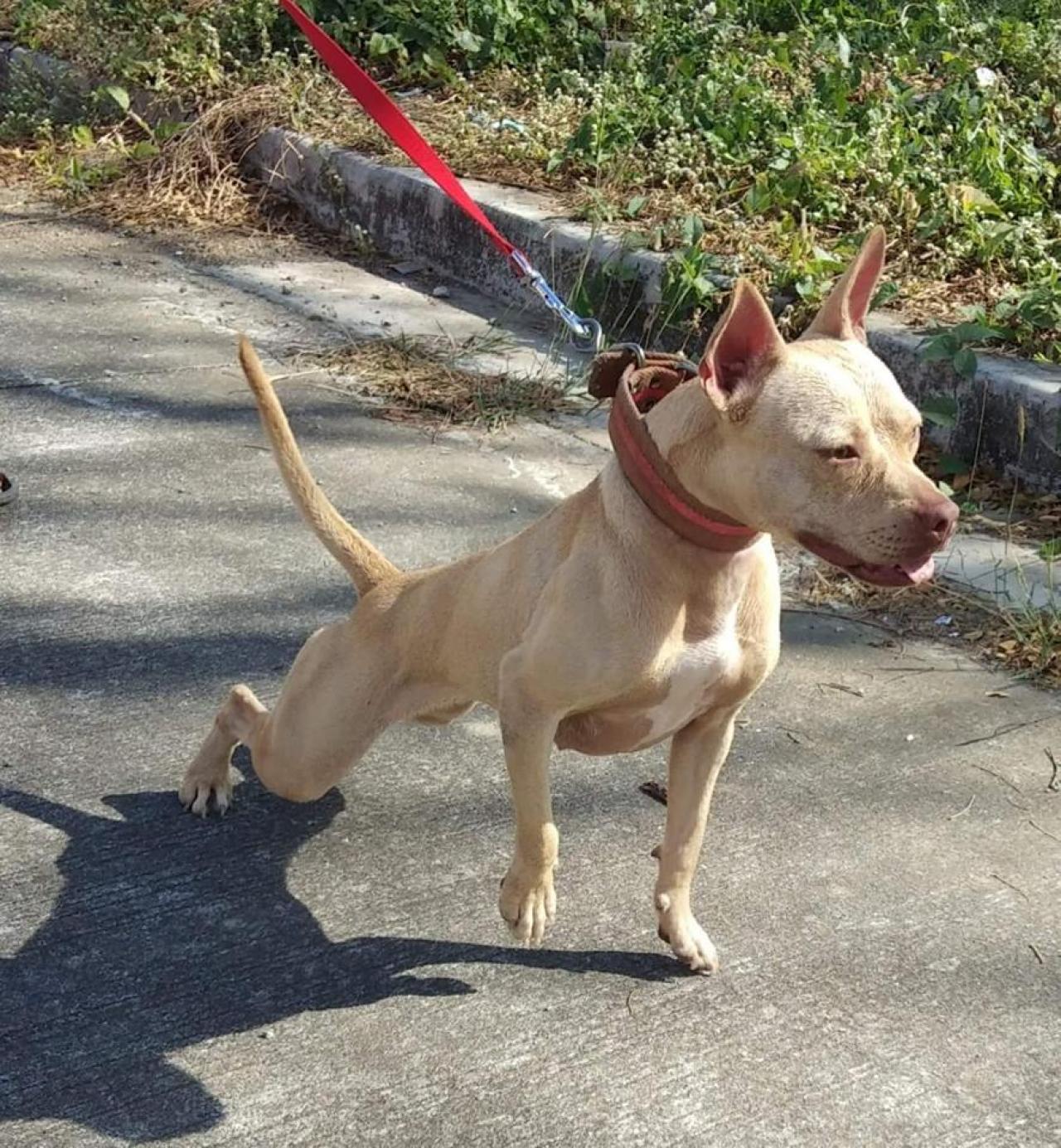 Photo of the dog