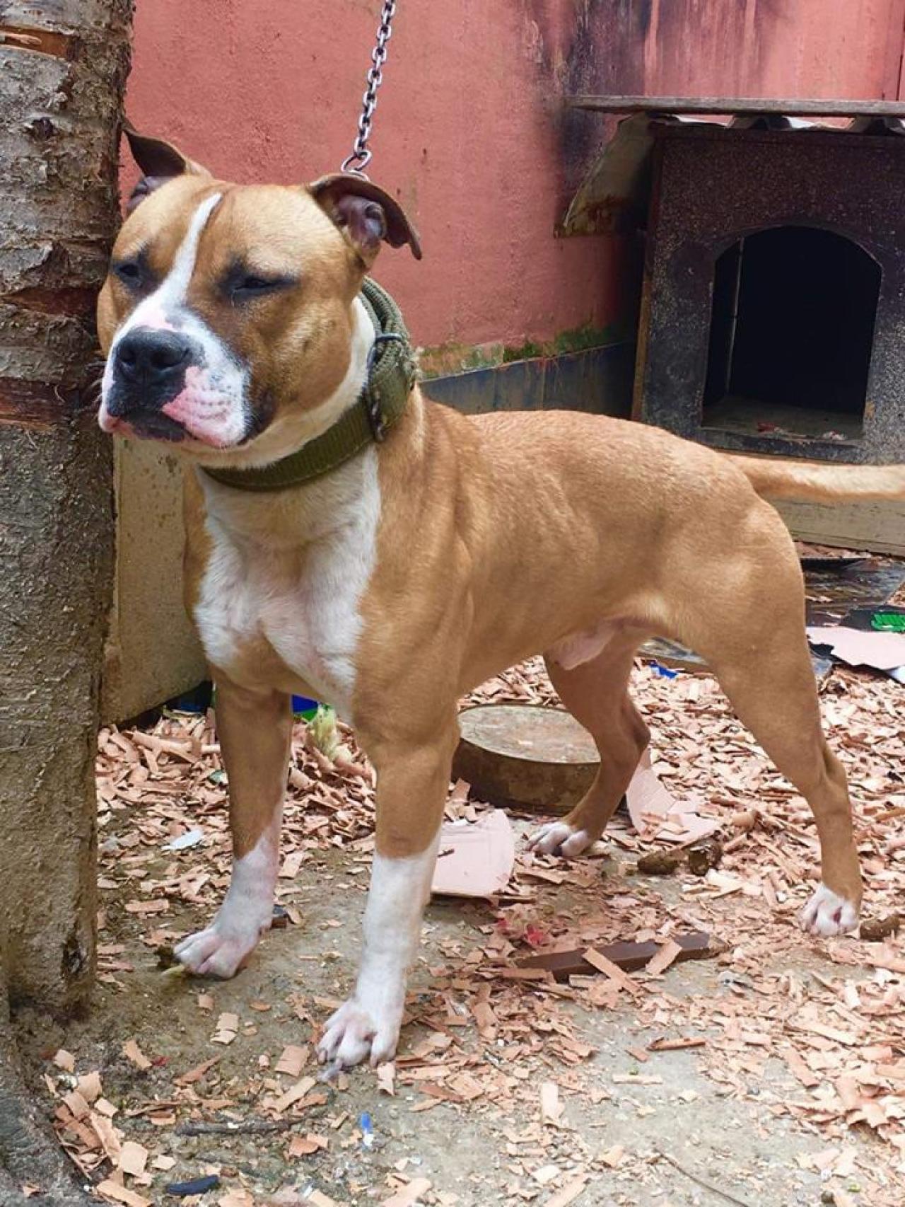 Photo of the dog