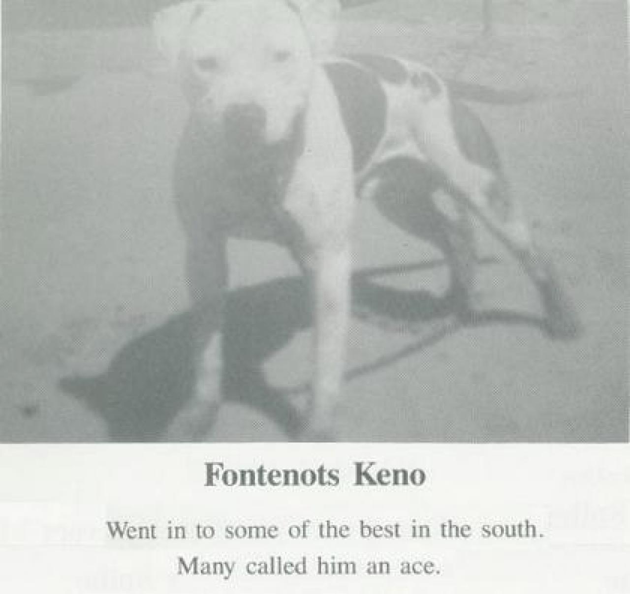 Photo of the dog