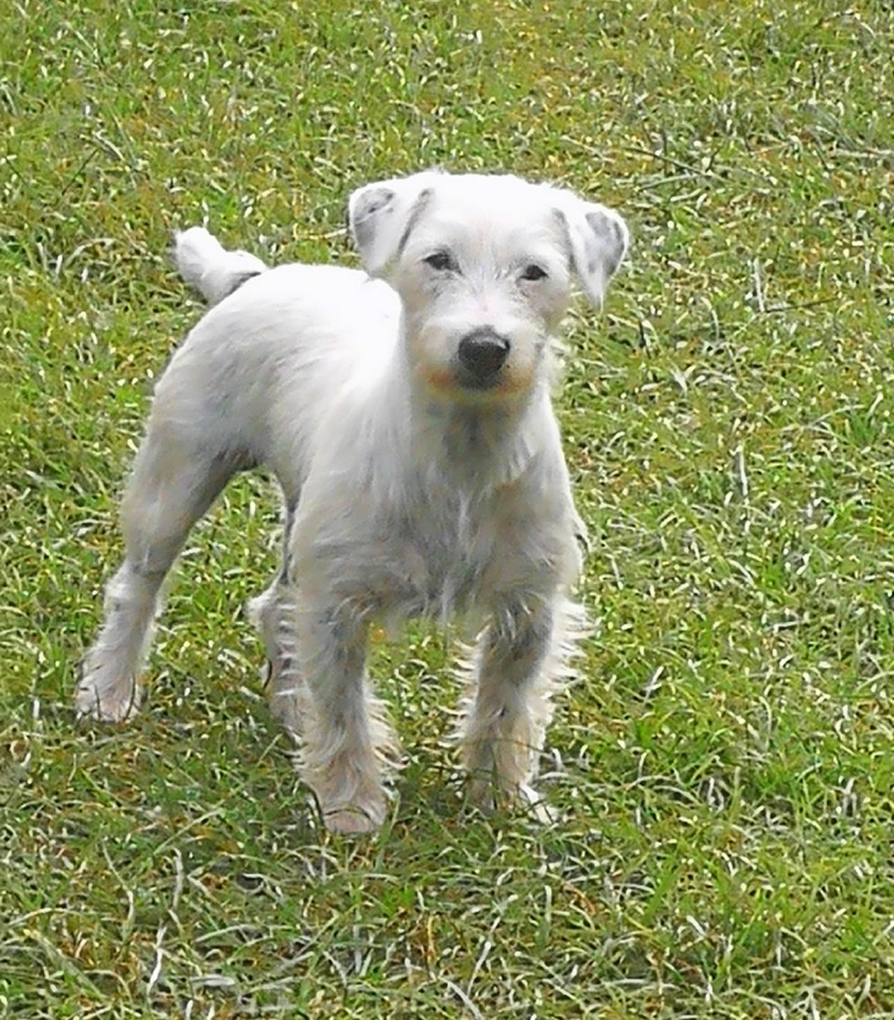 Photo of the dog
