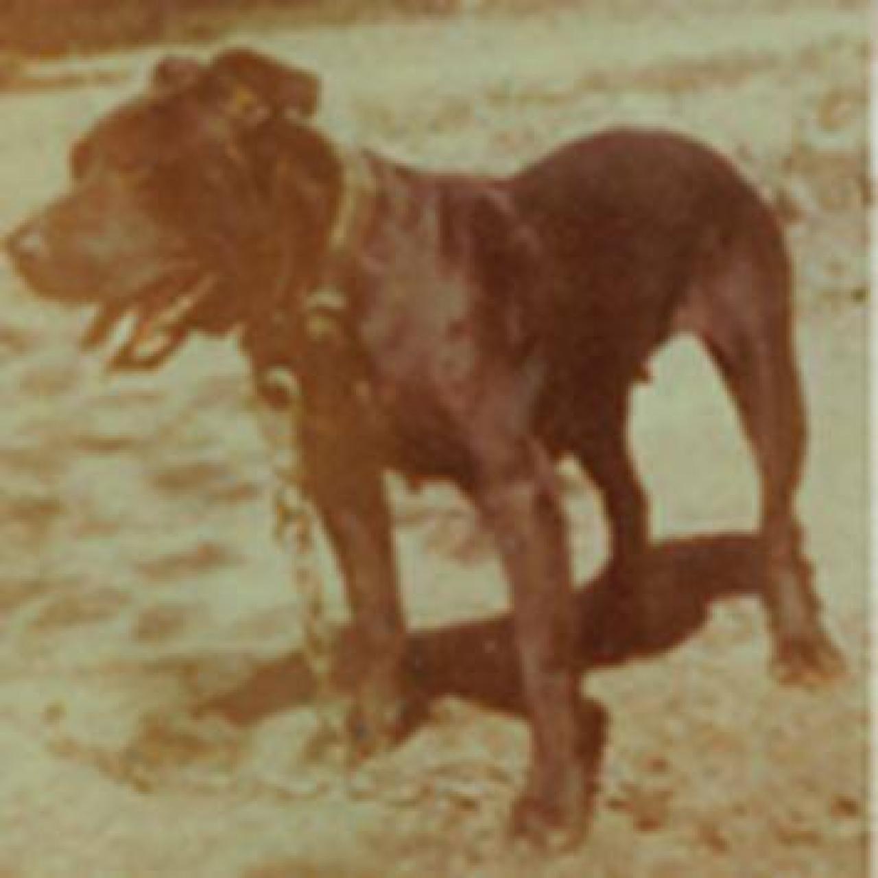 Photo of the dog