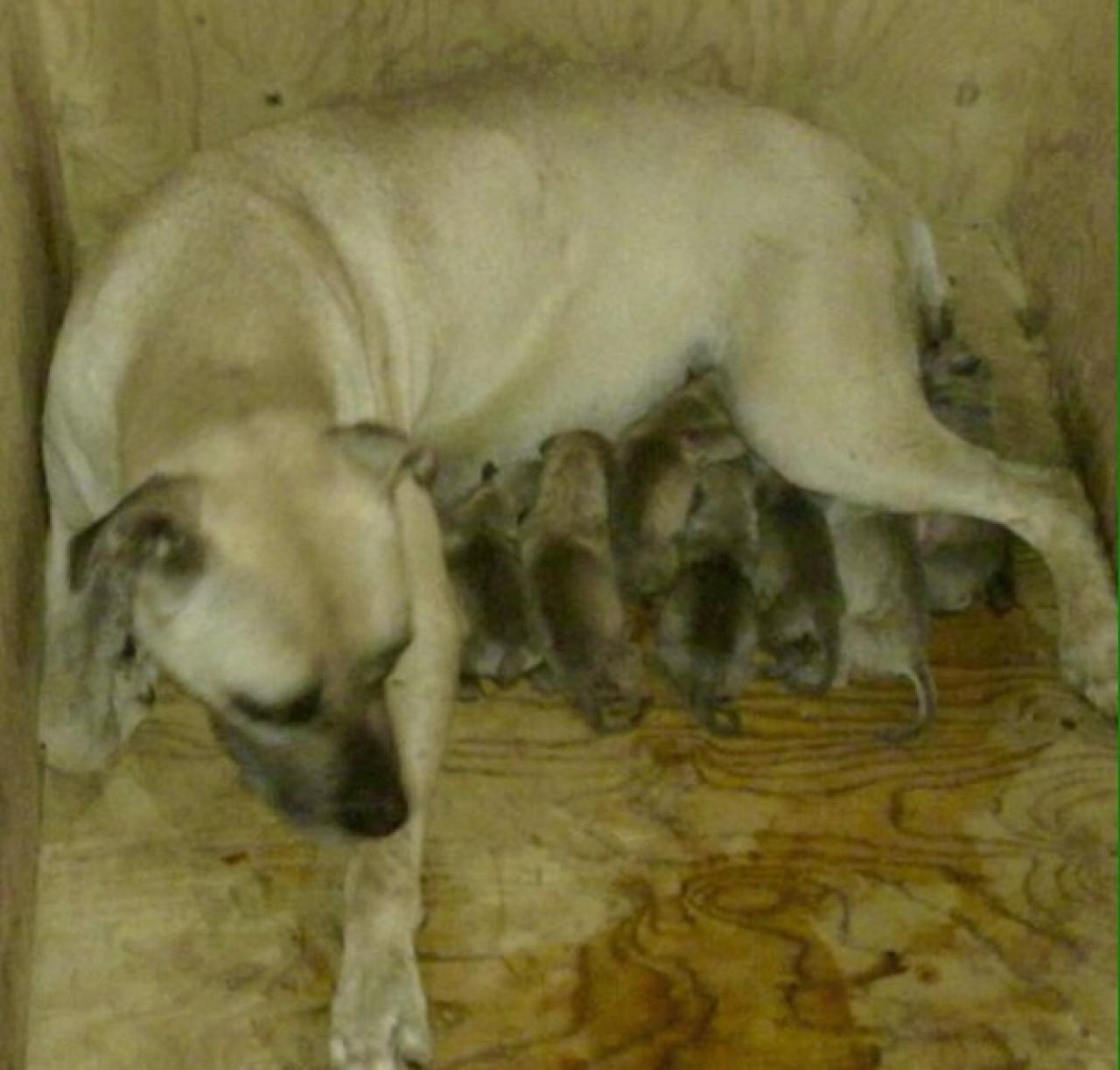 Photo of the dog