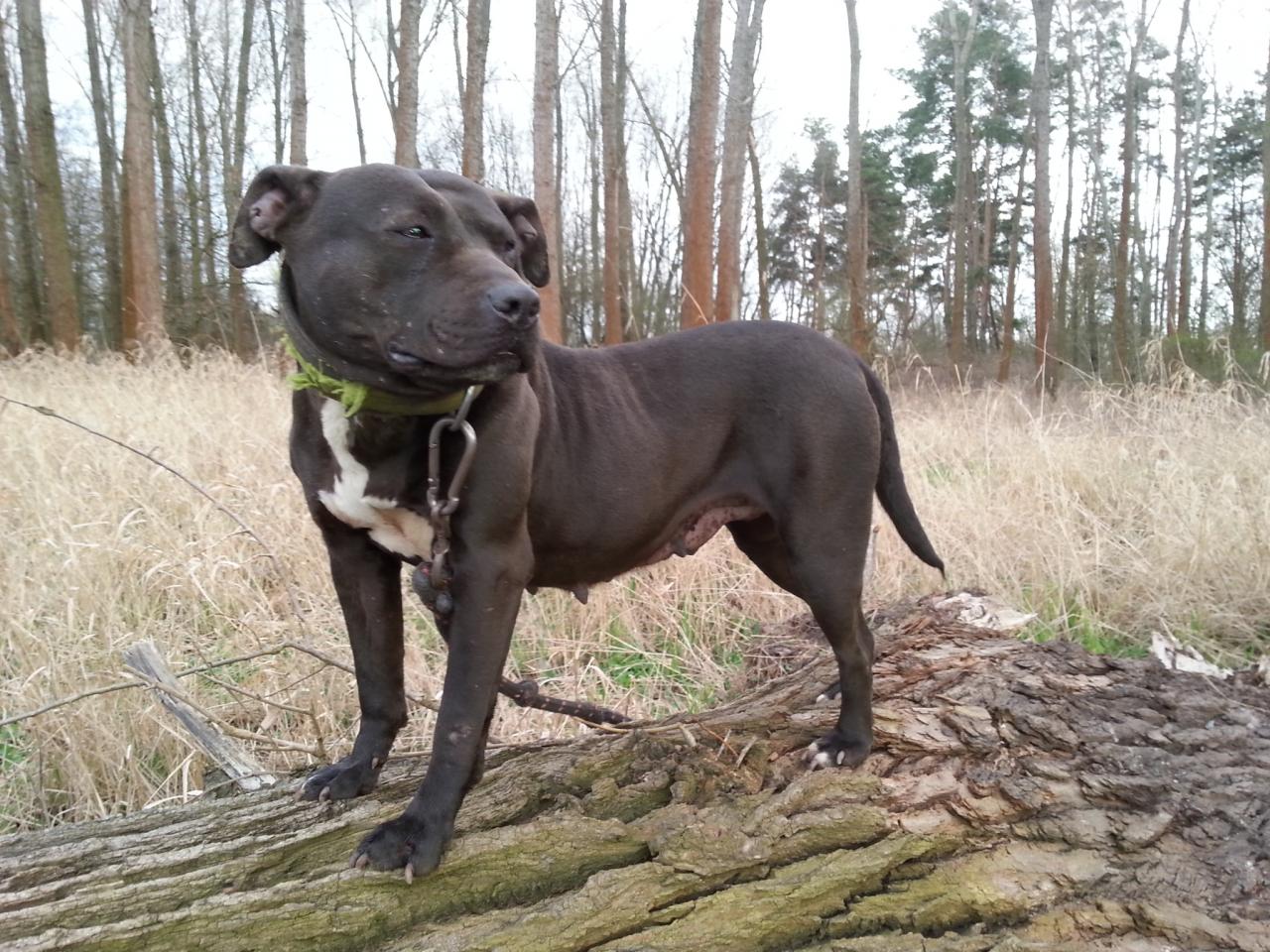 Photo of the dog