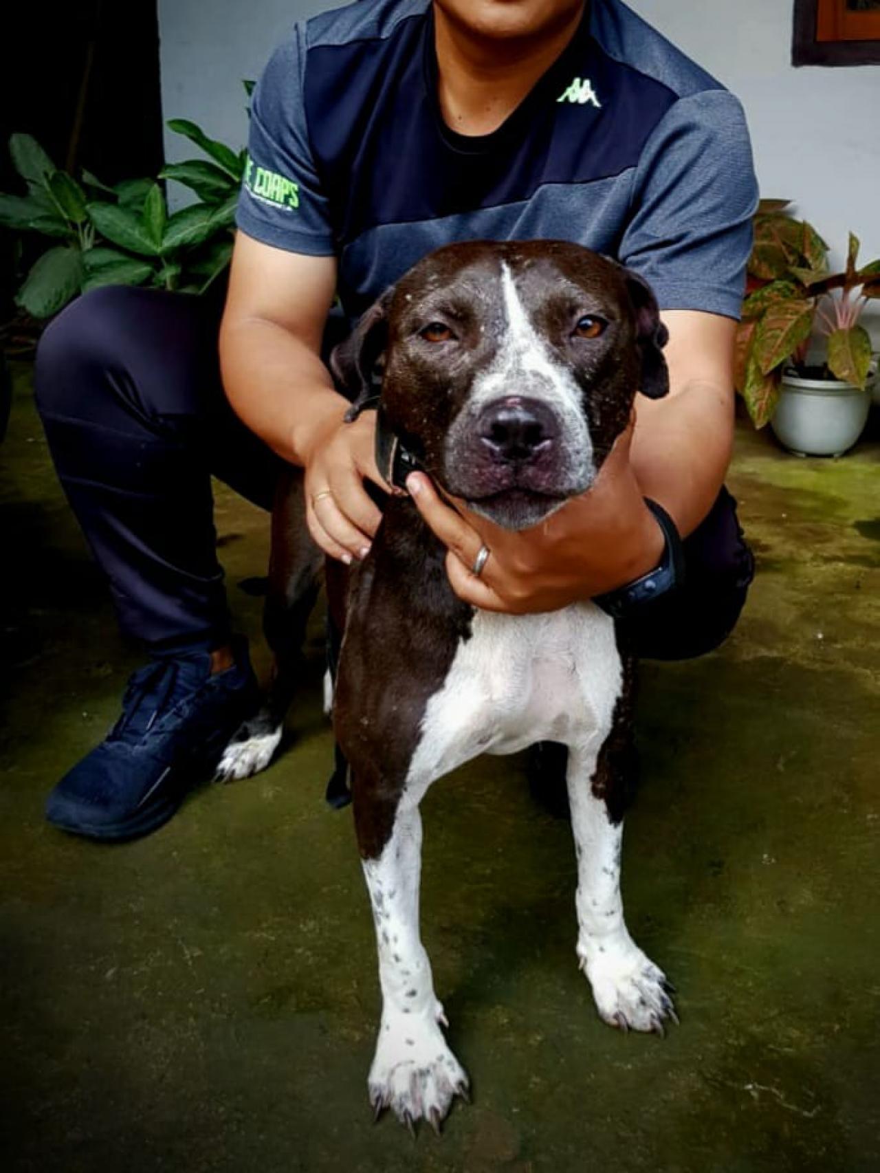 Photo of the dog