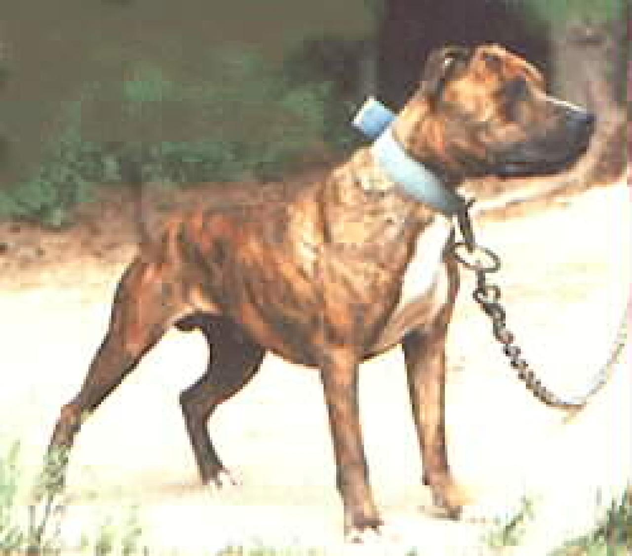 Photo of the dog