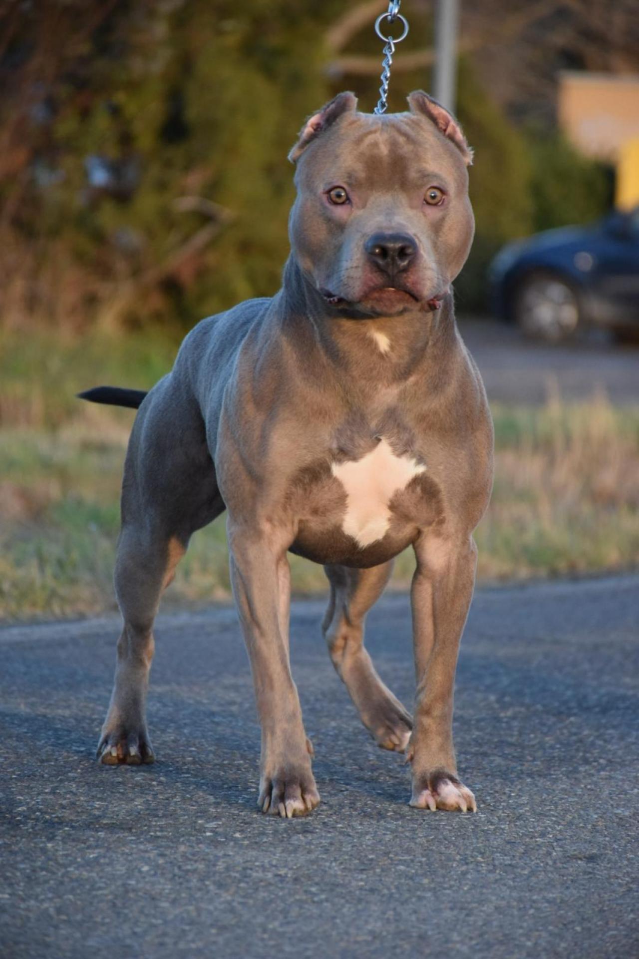 Photo of the dog