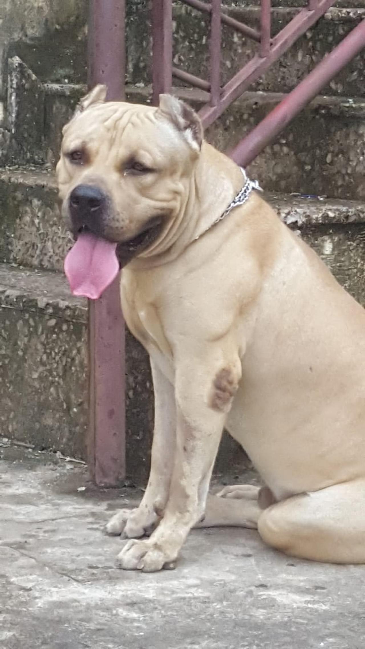 Photo of the dog