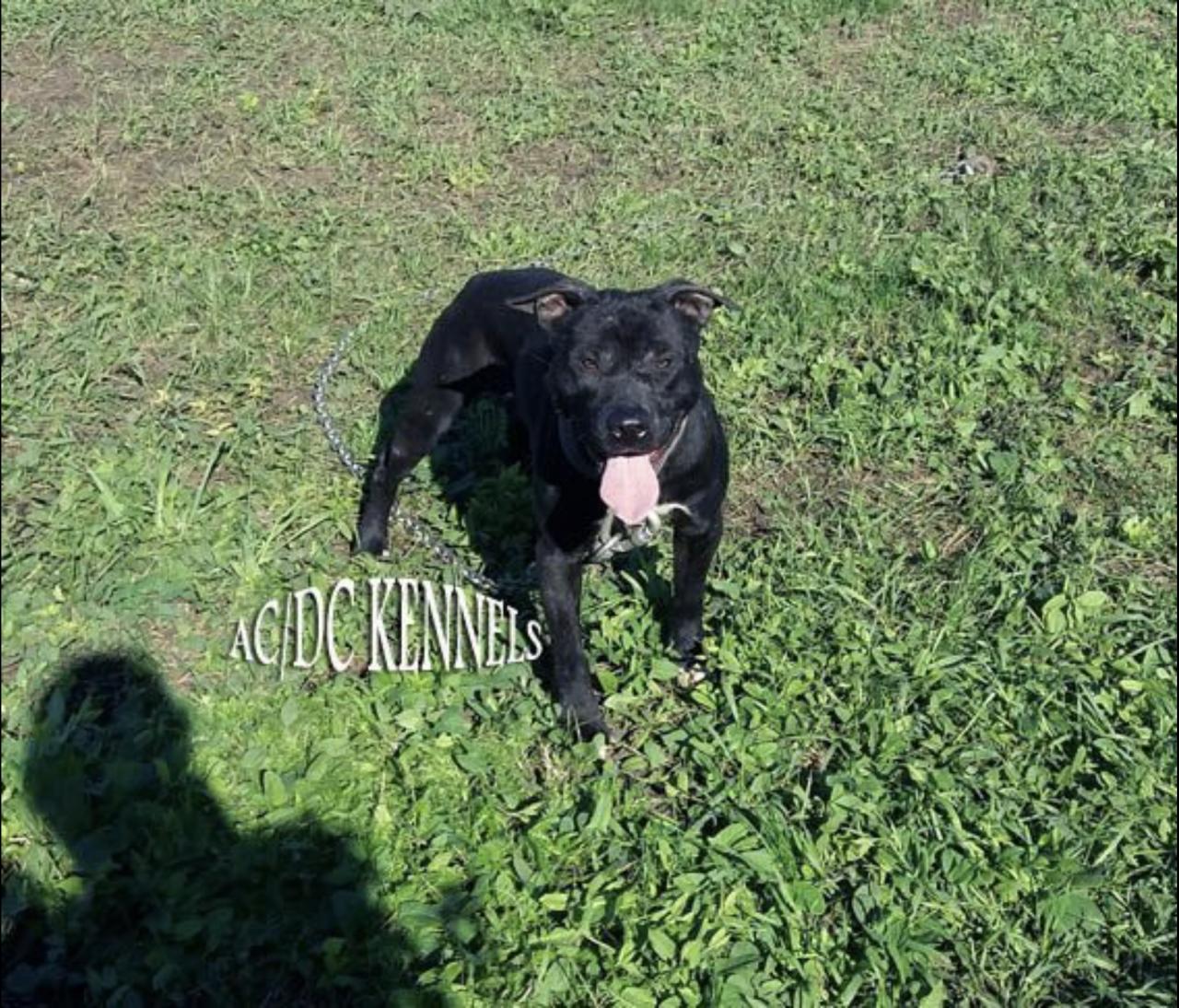 Photo of the dog