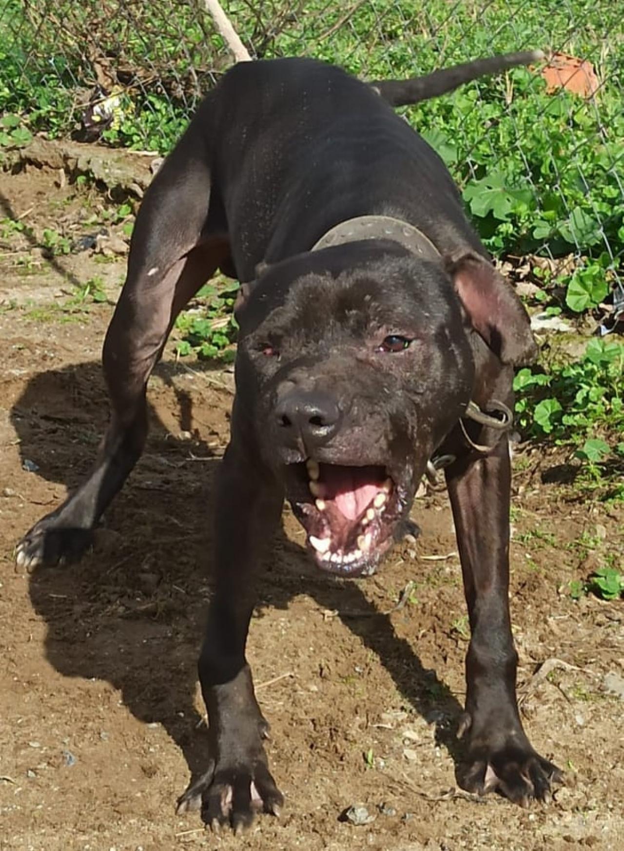 Photo of the dog