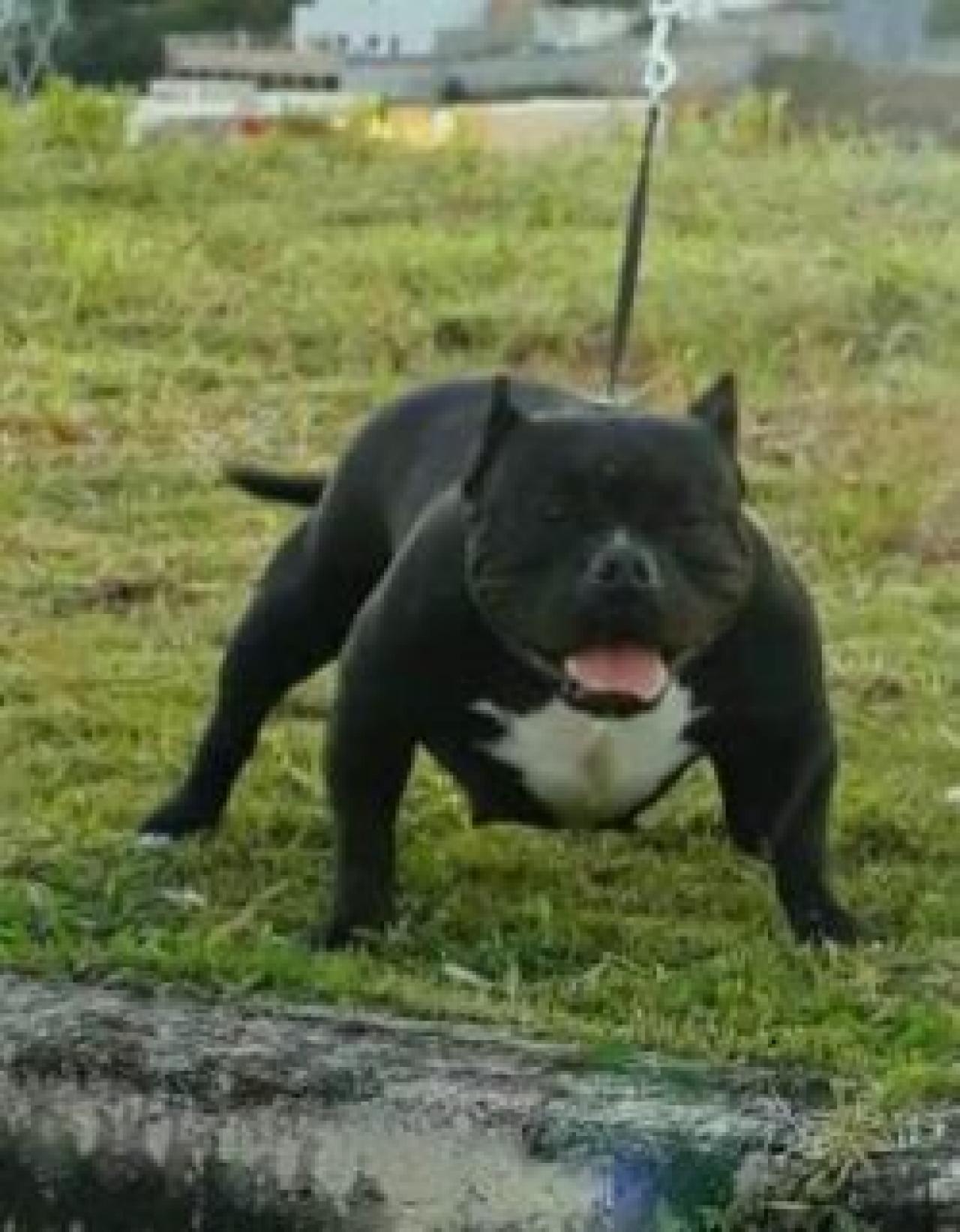 Photo of the dog