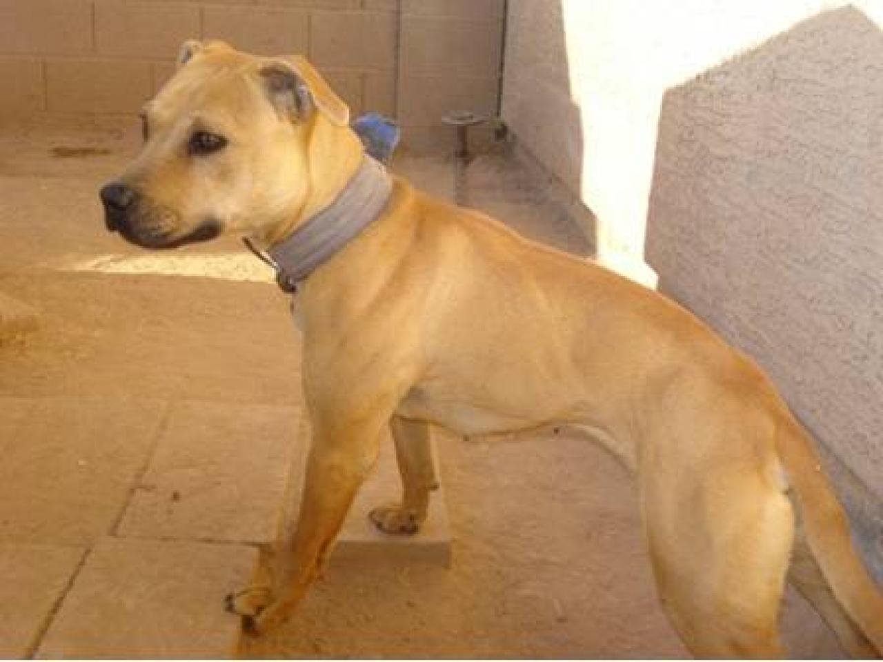 Photo of the dog
