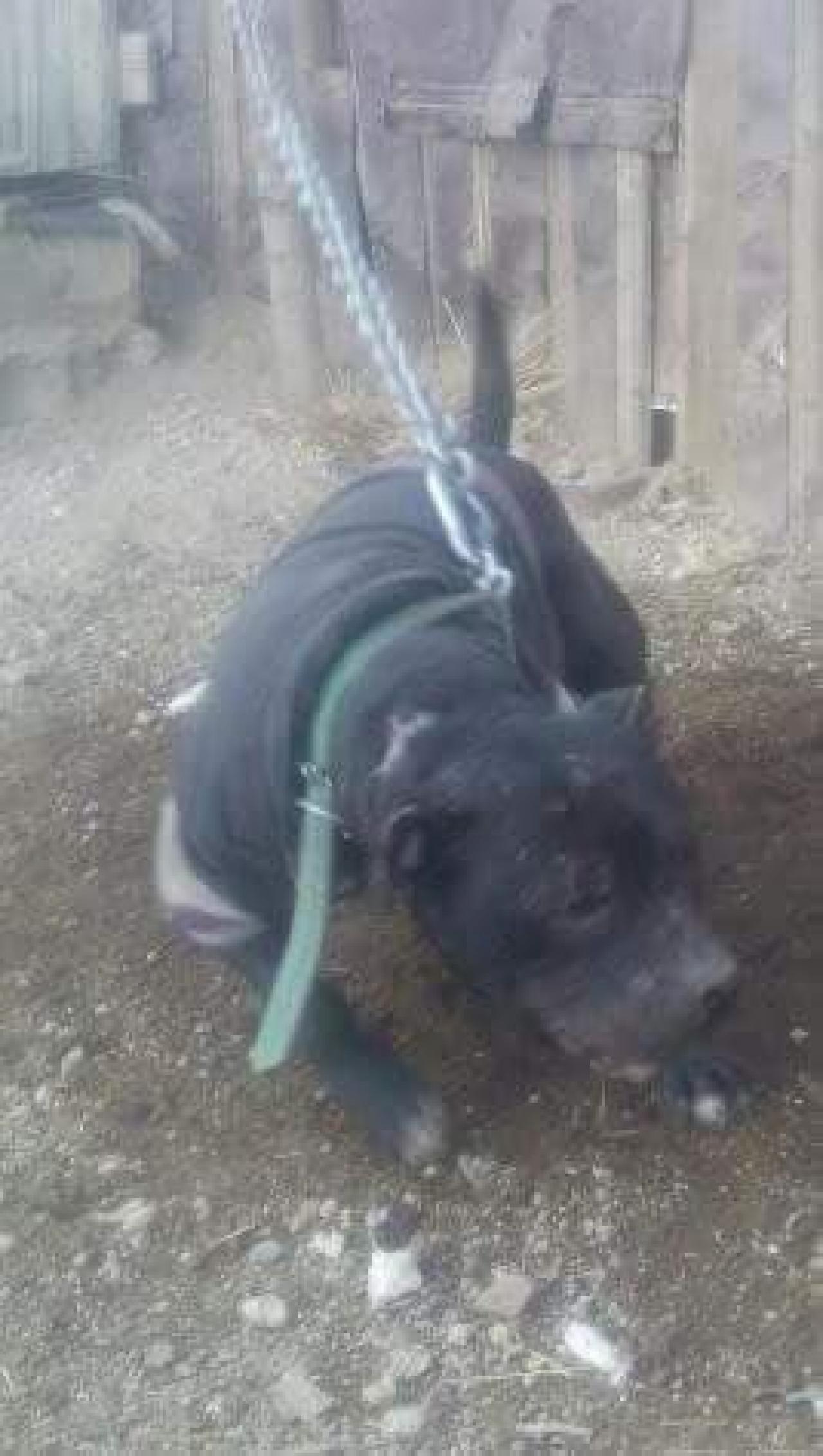 Photo of the dog