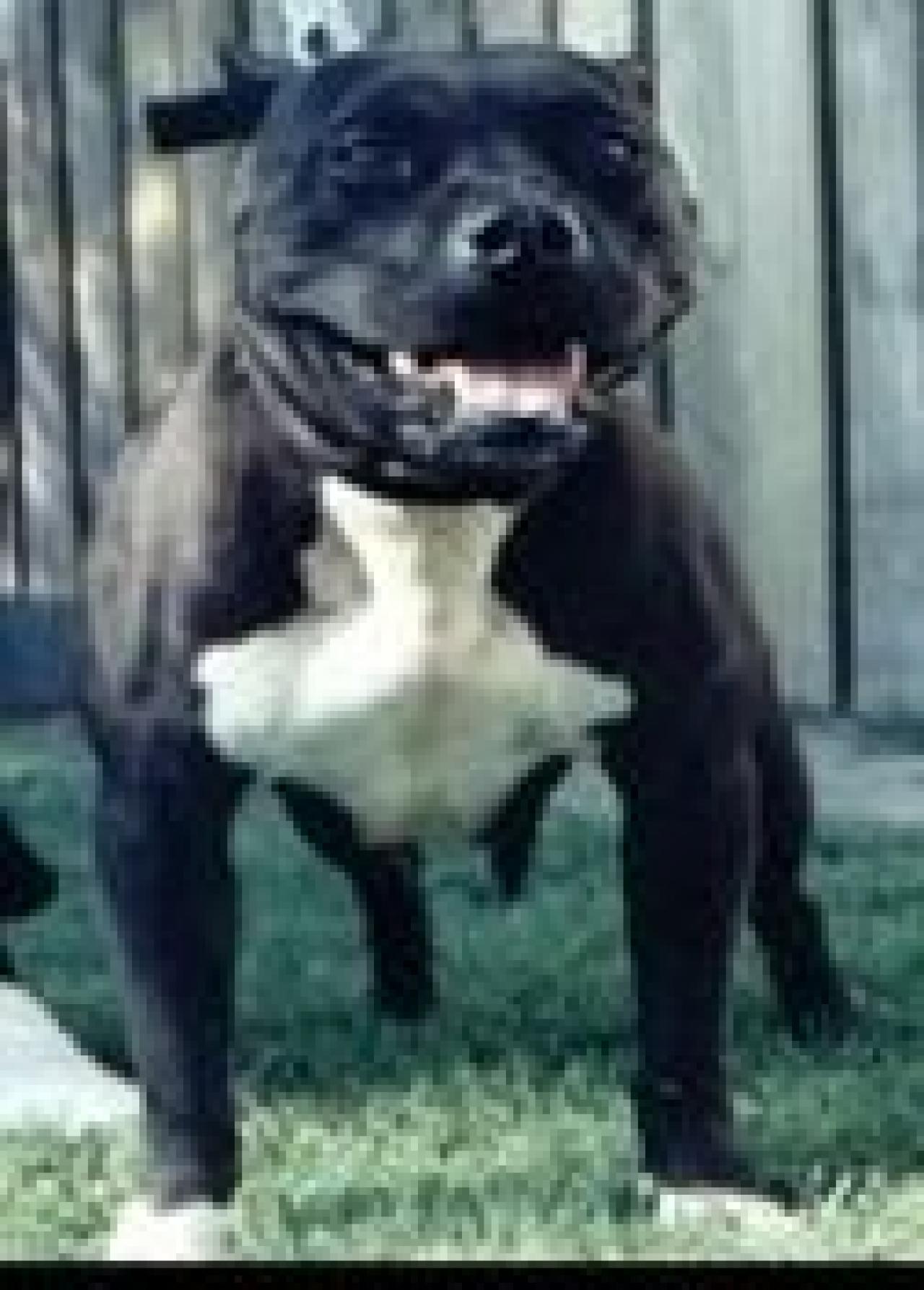 Photo of the dog