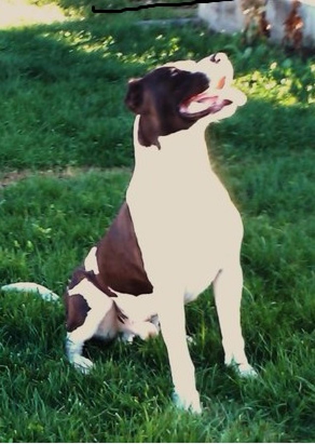 Photo of the dog