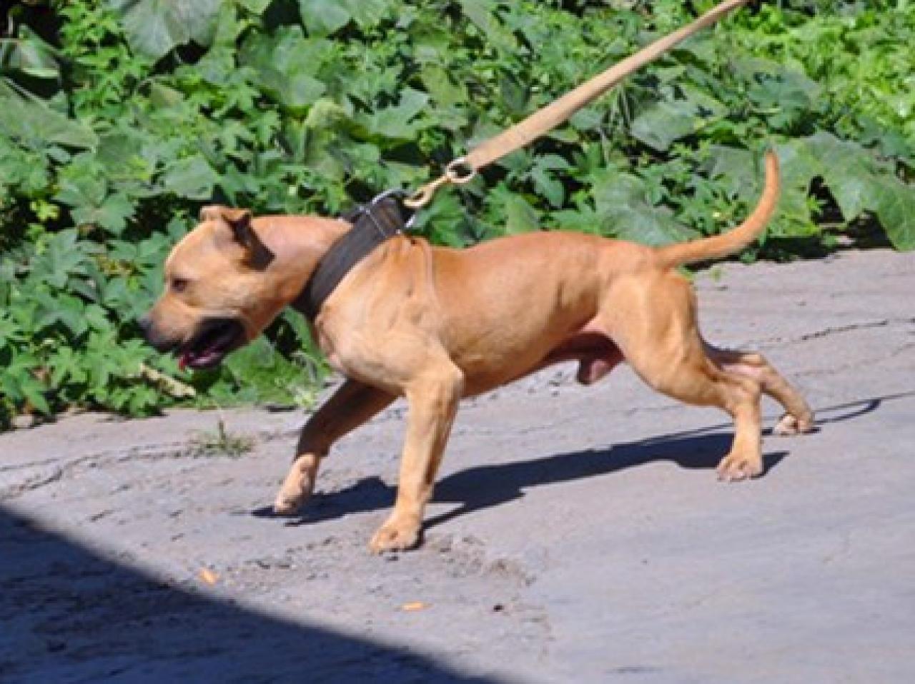 Photo of the dog