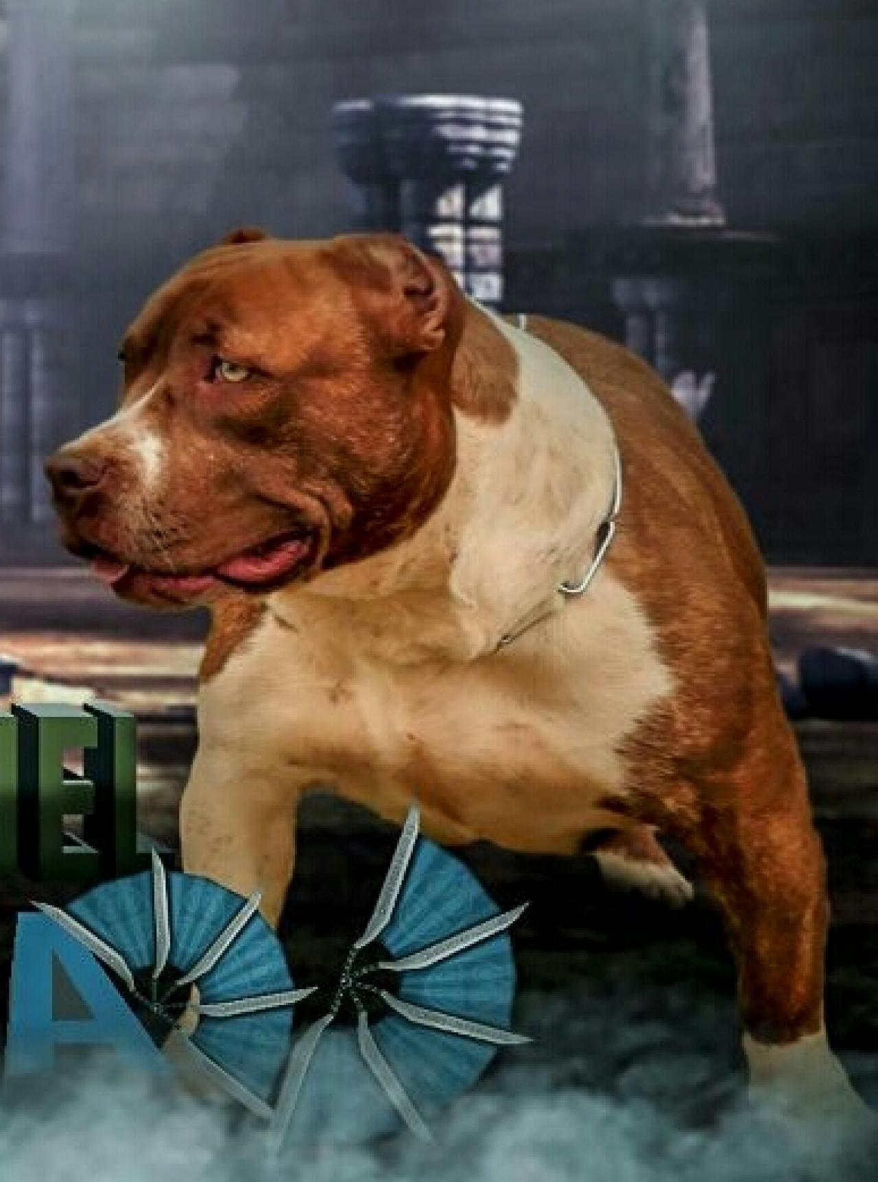 Photo of the dog