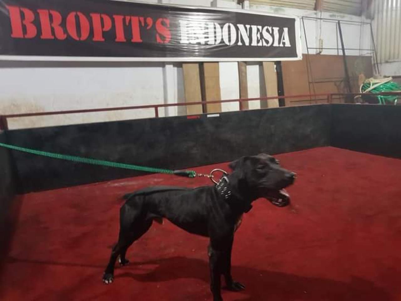 Photo of the dog