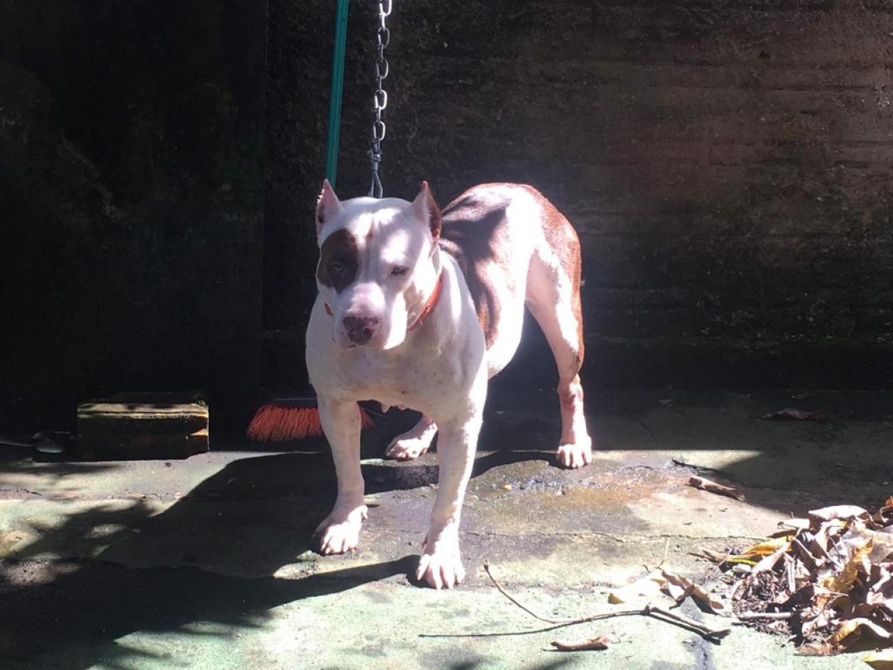 Photo of the dog