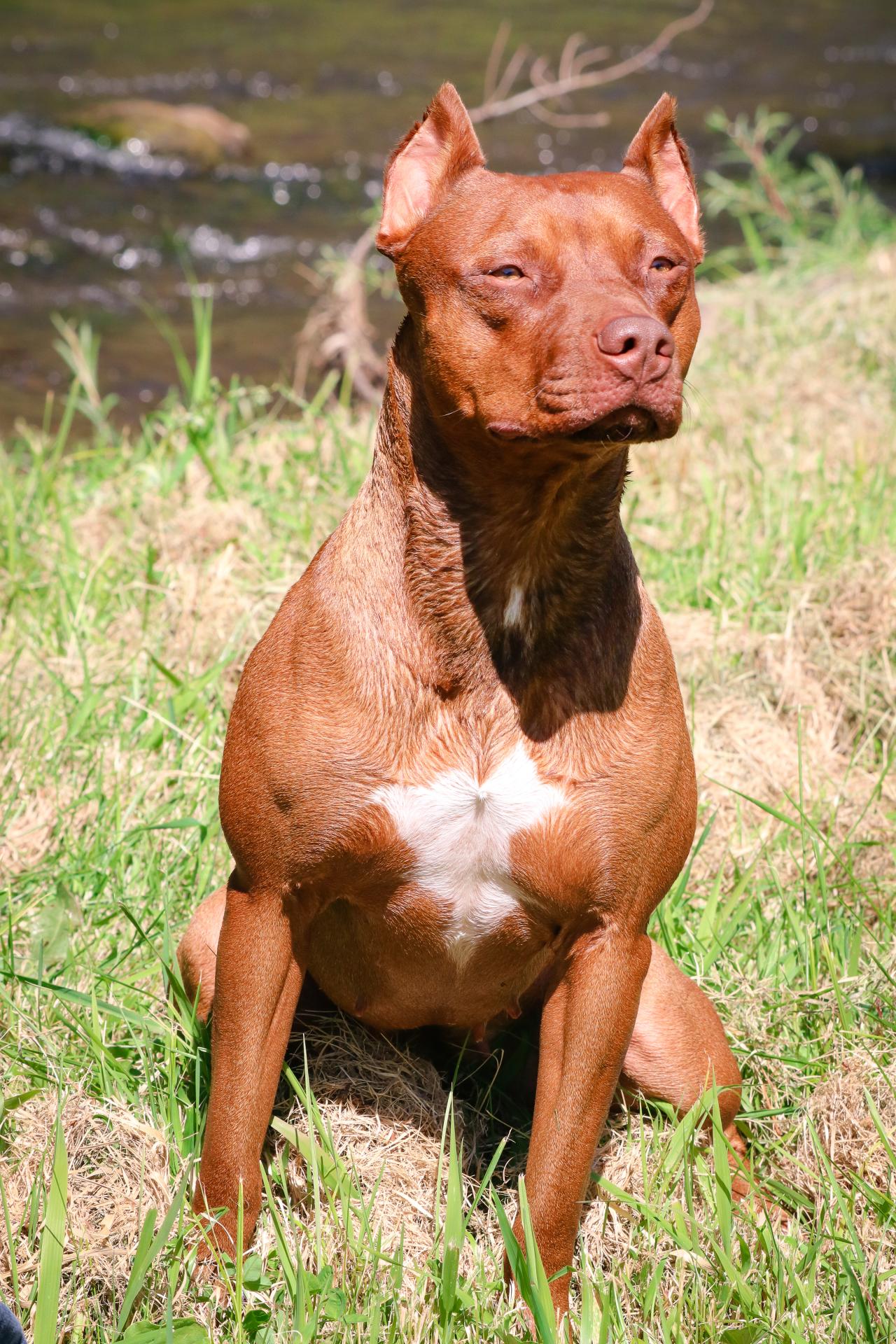Photo of the dog