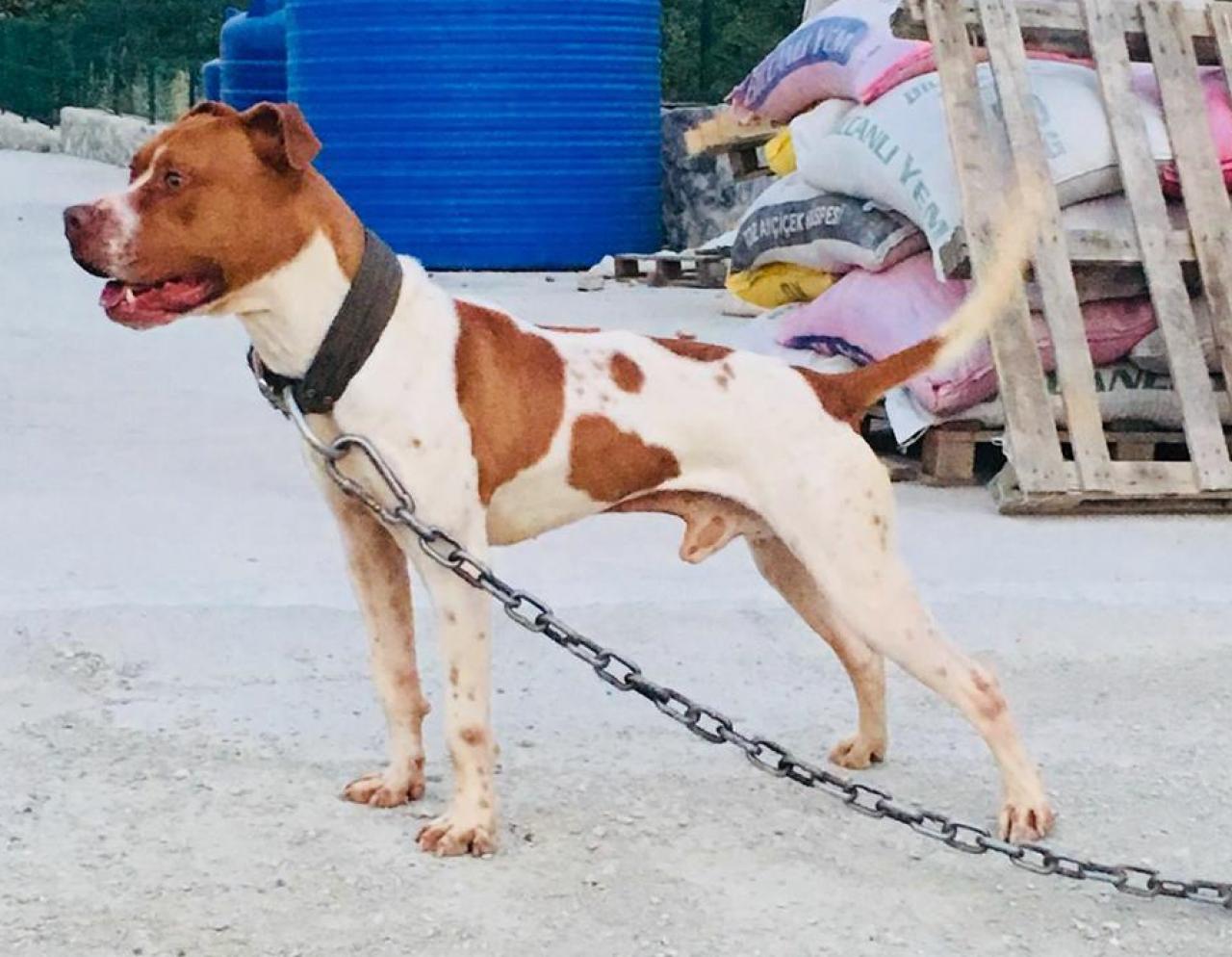 Photo of the dog