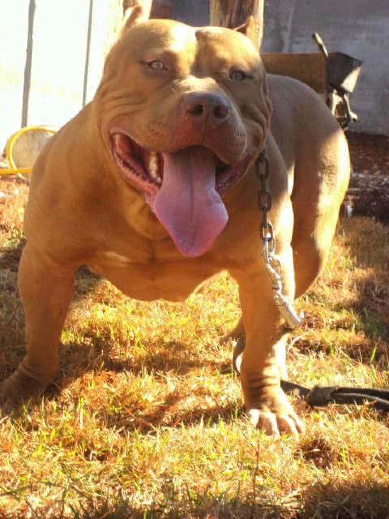 Photo of the dog