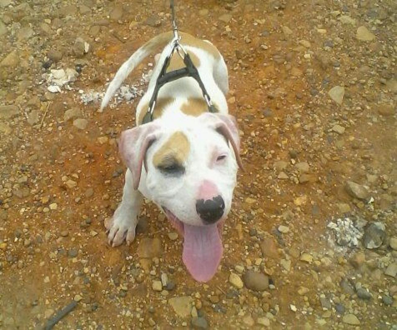 Photo of the dog