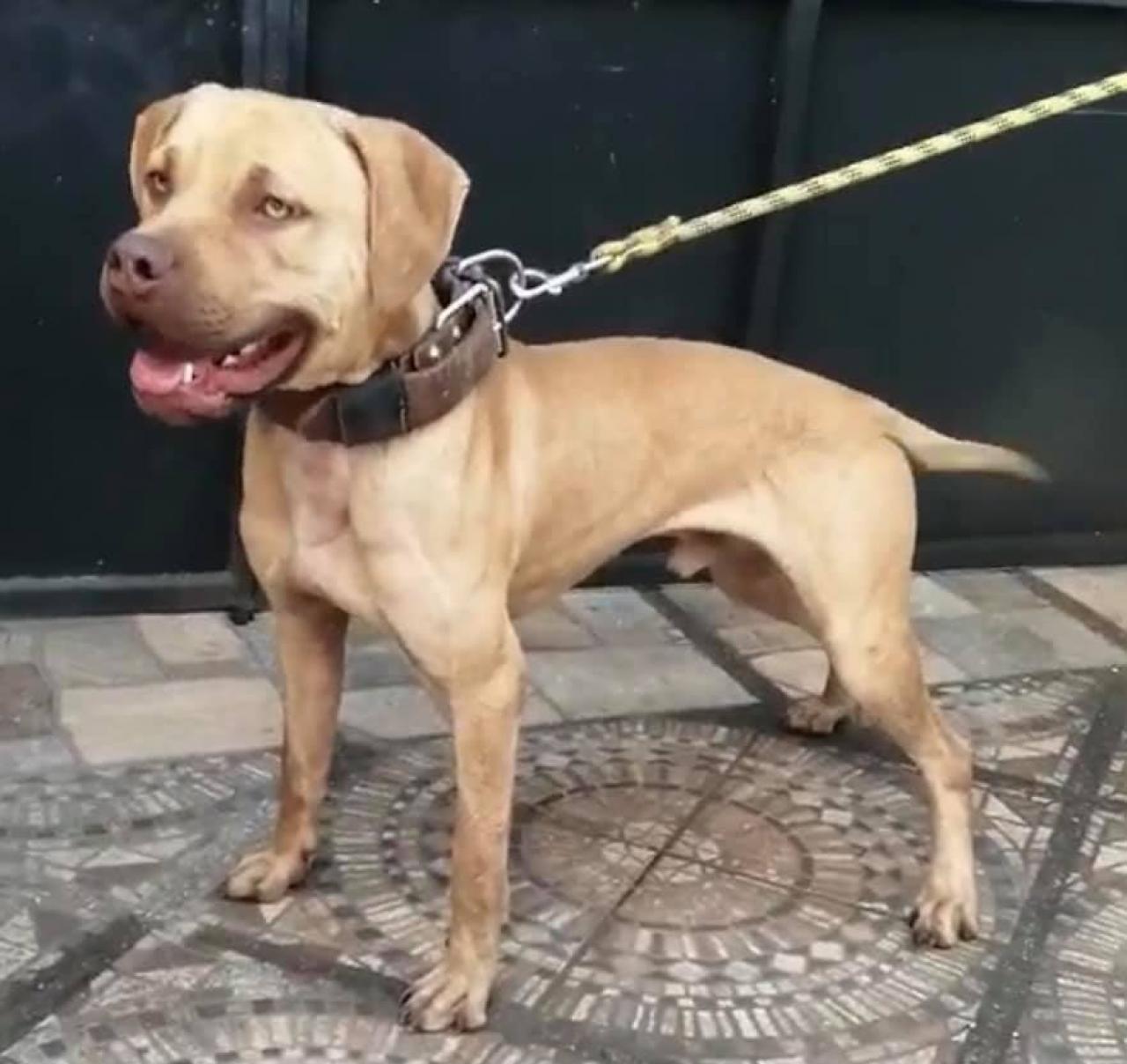 Photo of the dog