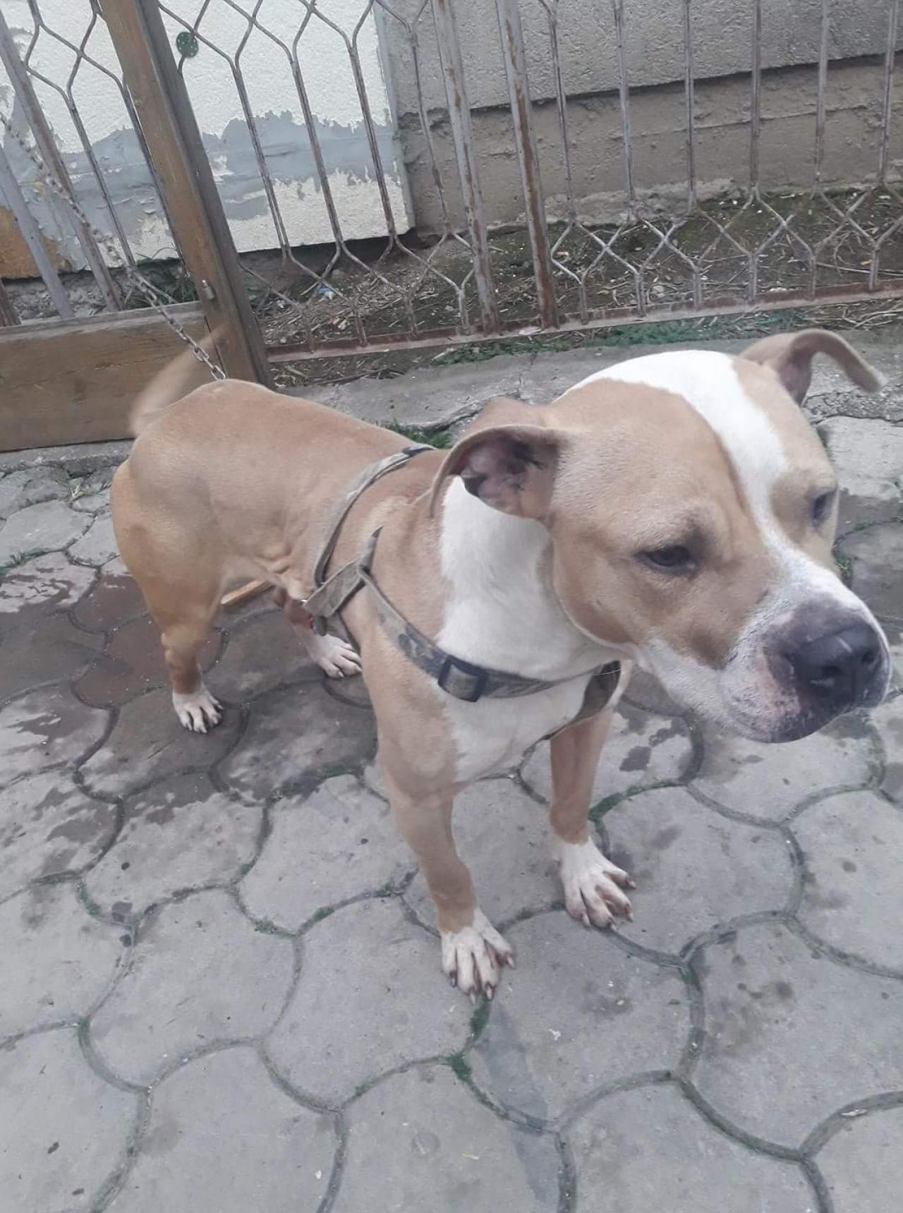 Photo of the dog