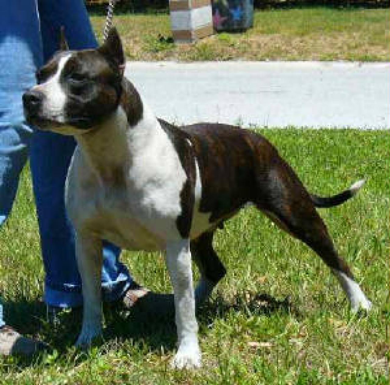 Photo of the dog